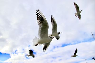 Low angle view of seagulls flying in sky