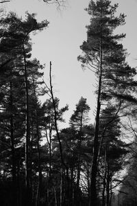 Low angle view of trees in forest against clear sky