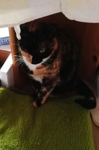 Close-up portrait of cat relaxing at home