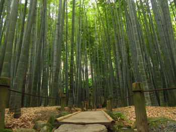 Bamboo trees in forest