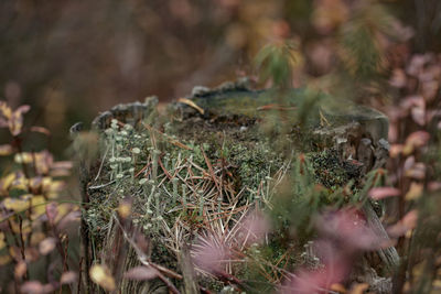 Close-up of plants growing on field