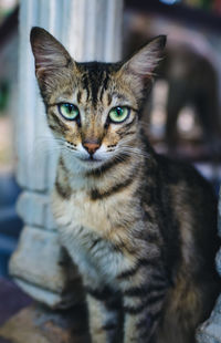 Close-up portrait of tabby cat