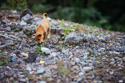 Close-up of dog on rocky landscape