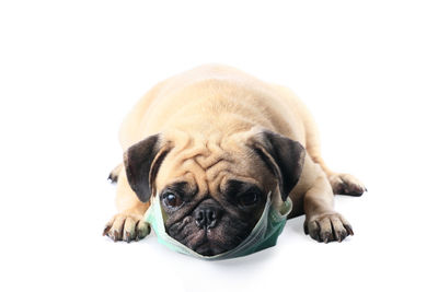 Close-up of a dog over white background