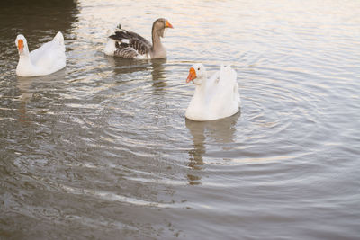 Swans swimming in lake