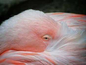 Close-up portrait of bird