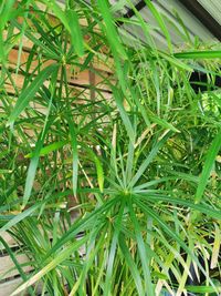 High angle view of plants growing on field