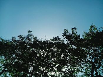 Low angle view of tree against blue sky