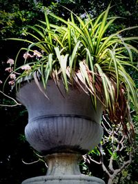 Plants growing on a tree
