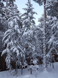 Trees against sky during winter