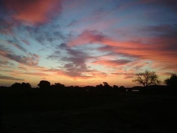 Silhouette of trees at sunset