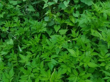 Full frame shot of plants growing on field