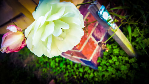 Close-up of flower blooming outdoors