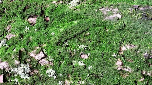 High angle view of moss on field