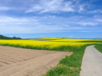 Scenic view of oilseed rape field against sky