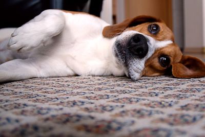 Dog relaxing on carpet at home