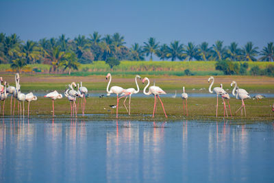 Flock of flamingos on lake against sky