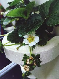 Close-up of flowers