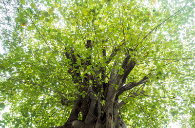 Low angle view of tree