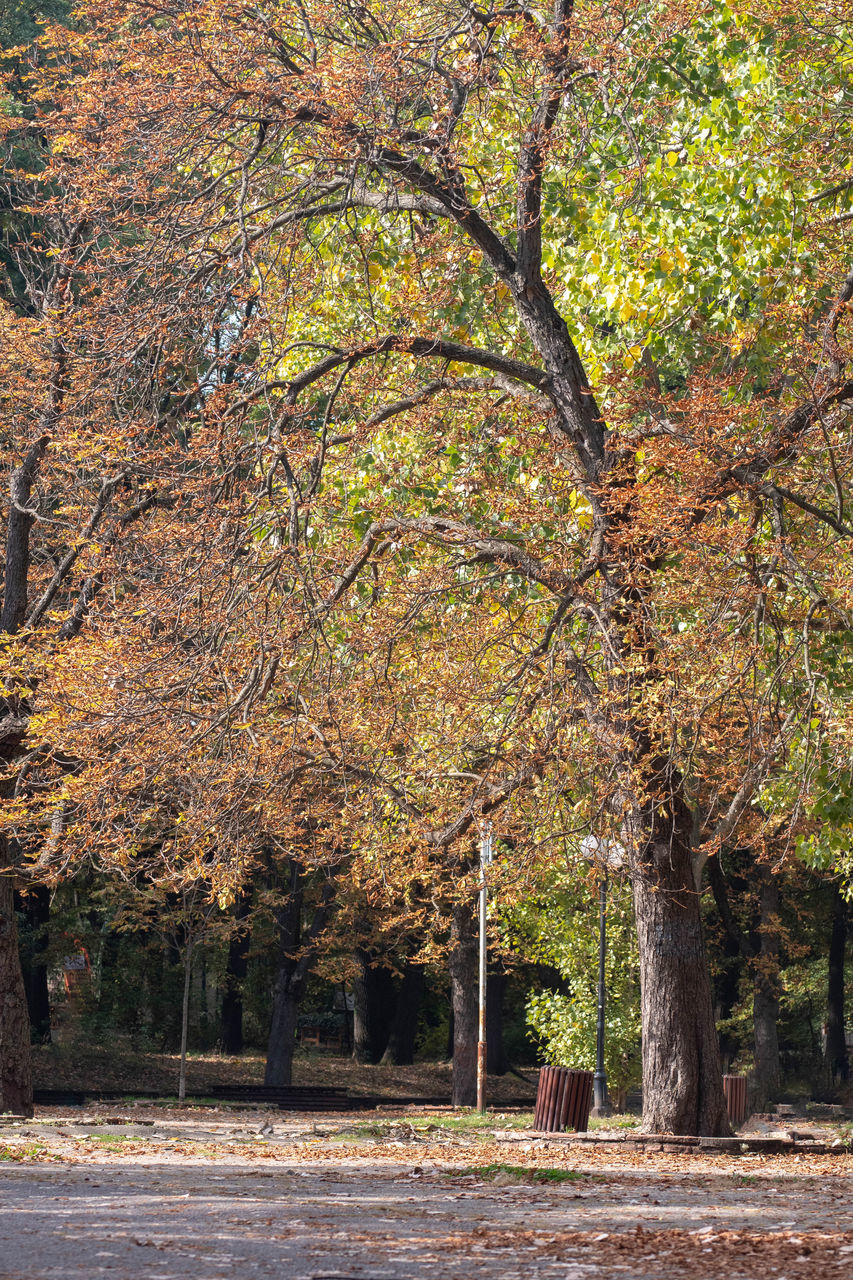 tree, plant, leaf, autumn, nature, beauty in nature, no people, woodland, tranquility, day, land, growth, tree trunk, trunk, branch, outdoors, scenics - nature, environment, landscape, tranquil scene, plant part, sunlight, forest, road, park, grove, idyllic, non-urban scene