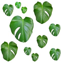 Close-up of green leaves on white background