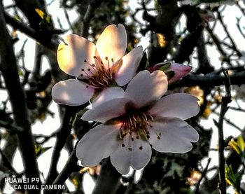 Close-up of flower tree