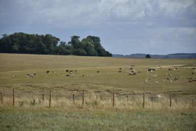 Flock of sheep grazing in a field