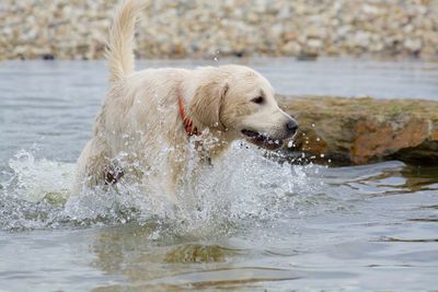 Pet dog walking in water