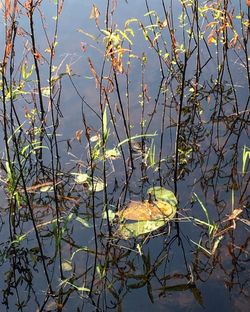 Plants growing on a lake