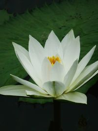 Close-up of white flowers