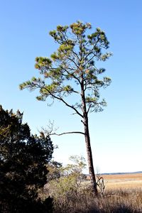 Trees on field against blue sky