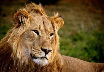 Close-up portrait of a lion