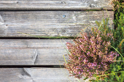 Close-up of flowers on wood