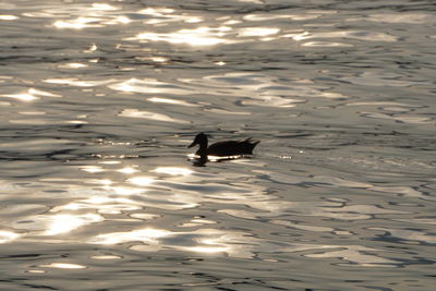 High angle view of ducks swimming in lake