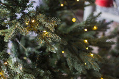 Close-up of illuminated christmas tree