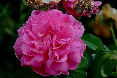 Close-up of pink flowers