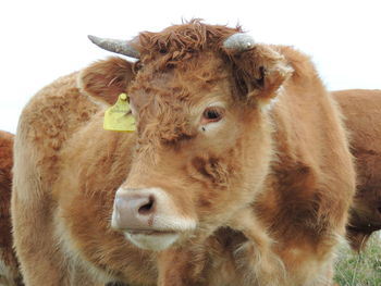 Close-up of cow