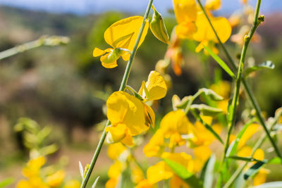 Close-up of yellow flowering plant