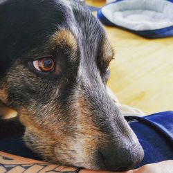 Close-up of dog relaxing at home