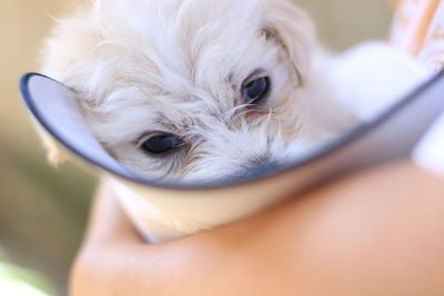 Close-up of puppy