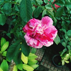 Close-up of pink rose