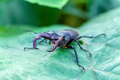 Close-up of insect on leaf