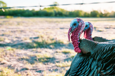 Close-up of a bird on field