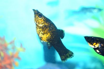 Close-up of fish swimming in aquarium