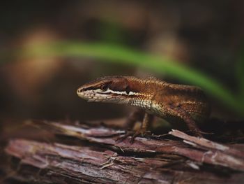 Close-up of lizard on rock