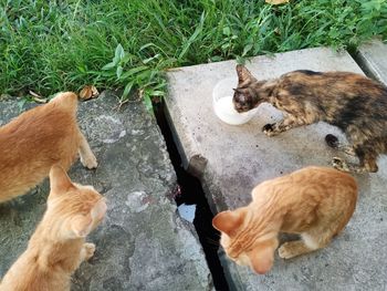 High angle view of a cat