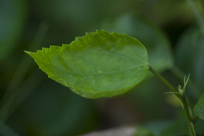 Close-up of fresh green leaves