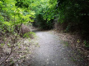 Footpath in park