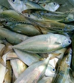 Close-up of fish for sale in market