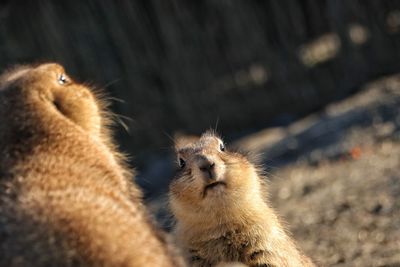 Close-up of mountain marmot 